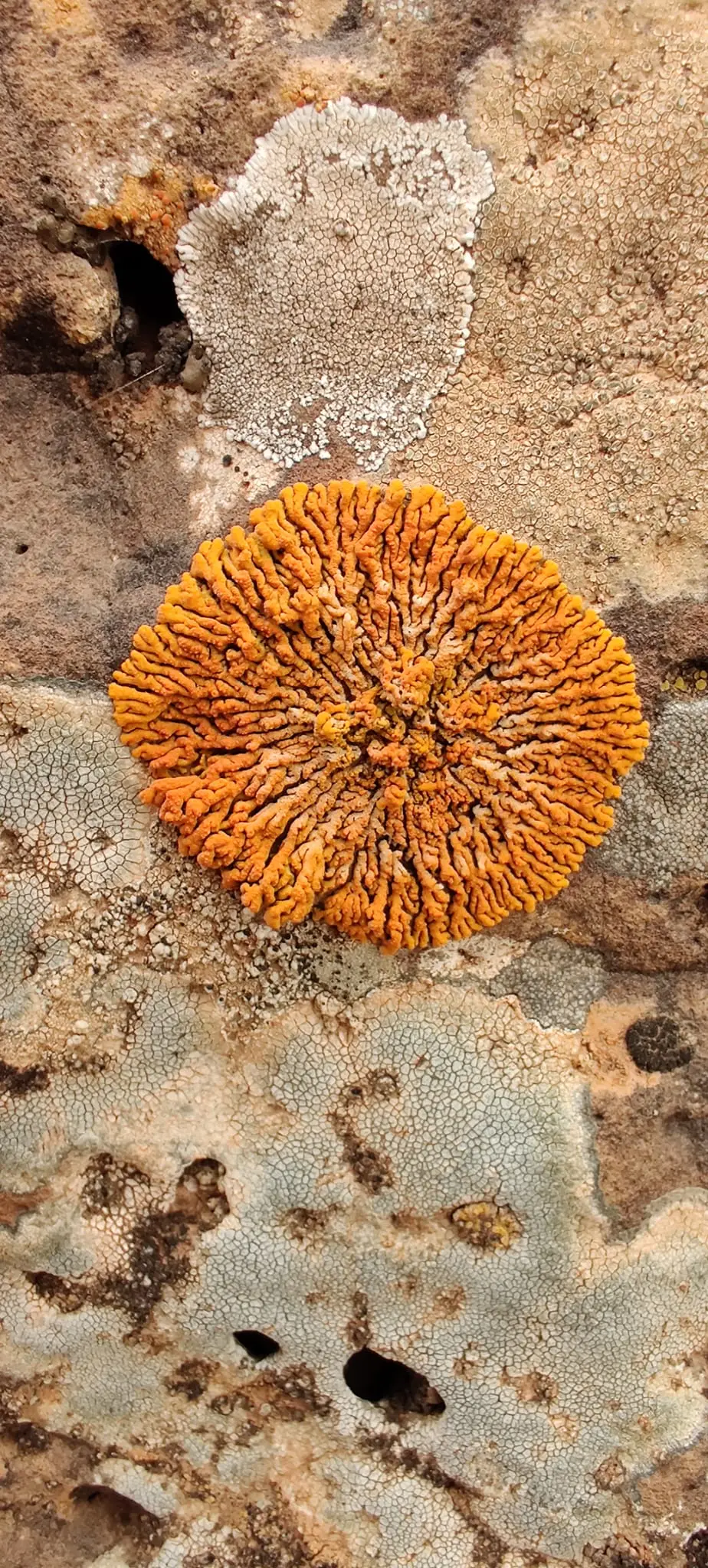 Landschaftsimpression von Lanzarote